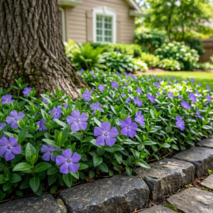 Set 50 Vinca Ground Cover Plants, Vinca Periwinkle Plants, 6-10 Inches Tall, Periwinkle Plant Live for Planting, Ideal for Indoor Outdoor Garden