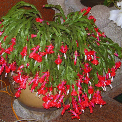 Red Christmas Cactus Plant Live Christmas Cactus, Holiday Cactus Live Plant Pot, Houseplant, 5 to 7 Inc Tall