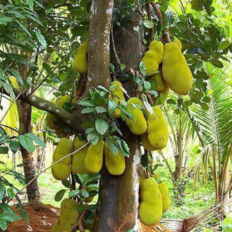 Jackfruit Tree in 4 Inch Pot, 6-8” Tall Tropical Fruit Plant for Garden, Well-Rooted Seedling