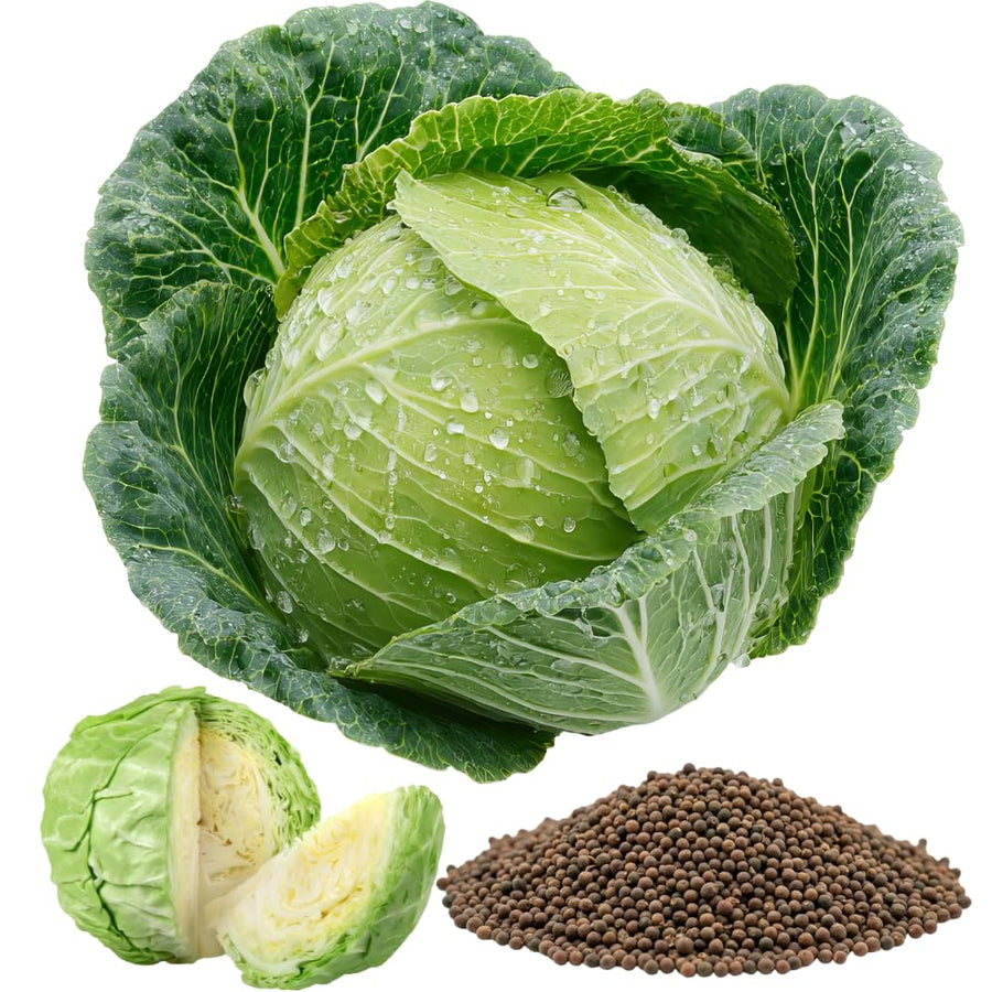 Set 500 Cabbage Seeds for Planting, Cabbage Seed, Cold Hardy, Green Vegetable for Outdoor Garden