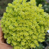 Sedum Succulent Plant Live, Succulent Live Plant, Fully Rooted Succulent Live in 4 Inc Pot, House Plant for Home Office