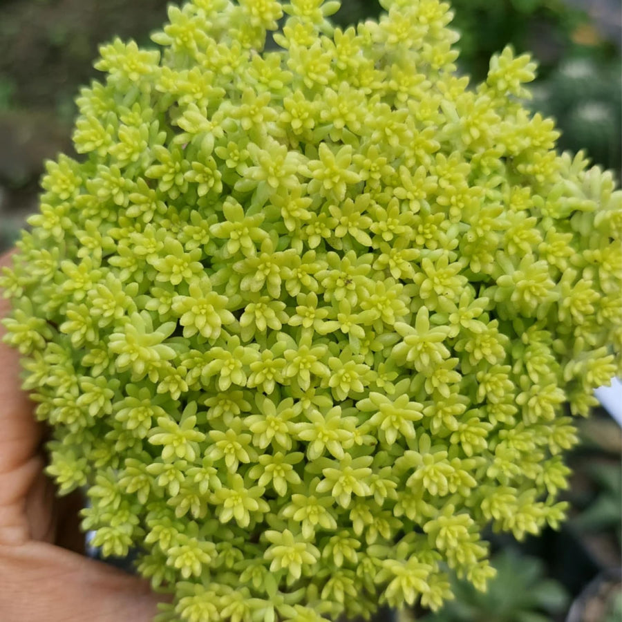 Sedum Succulent Plant Live, Succulent Live Plant, Fully Rooted Succulent Live in 4 Inc Pot, House Plant for Home Office