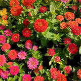 500 Zinnia Flower Seeds Mix, Vibrant Colors, Bright Colorful Blooms for Outdoor Garden