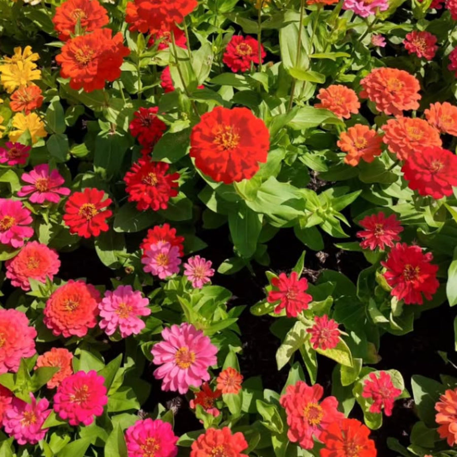 500 Zinnia Flower Seeds Mix, Vibrant Colors, Bright Colorful Blooms for Outdoor Garden