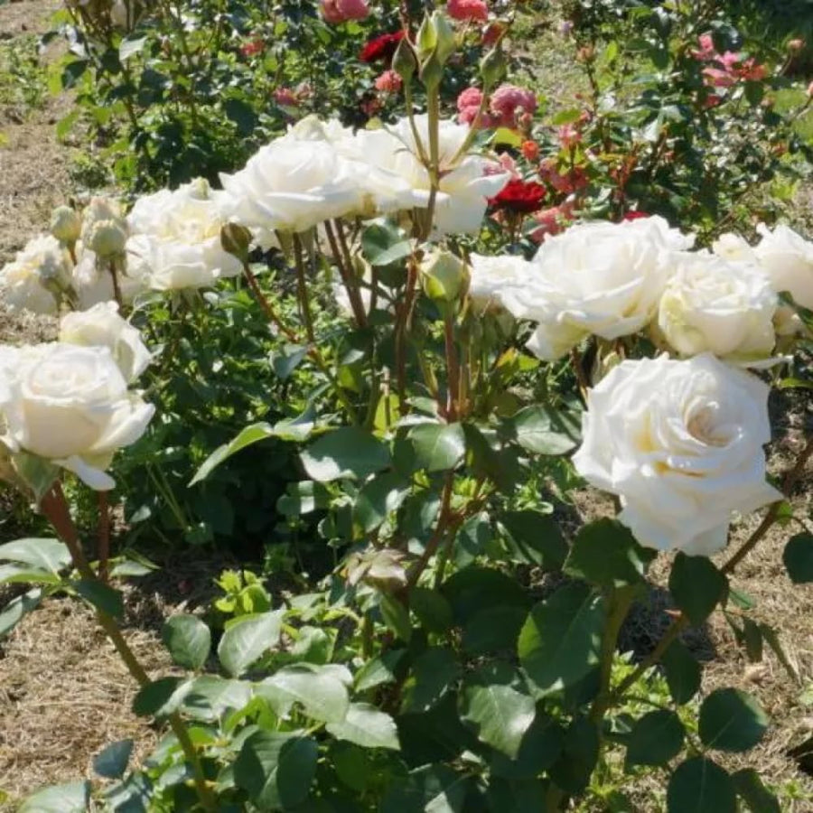 Rare Rose Bush Live Plant - Rose Plant Live to Grow - Bareroot 5-10 Inch Tall - Fragrant Rose Flowers Shrub - No Pot (White Rose)