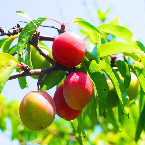 2 American Plum Trees Live Plants, 12-18 Inch Tall, Bareroots, Plum Plants Live for Planting, Plum Tree Plant Ready to Grow