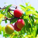 2 American Plum Trees Live Plants, 12 to 18 Inc Tall, Bareroots Dormant, Plum Plants Live for Planting, Sweet Plum Trees Plants