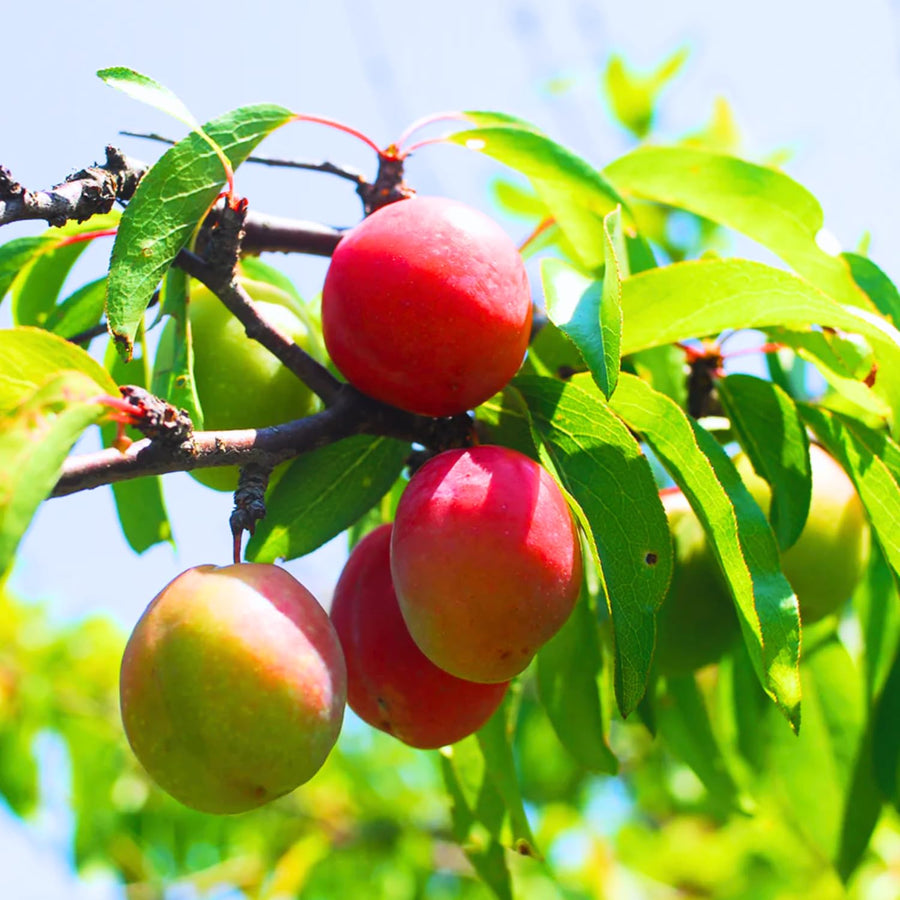 2 American Plum Trees Live Plants, Bareroots, 12 to 18 Inch Height, Plum Plants Live for Planting, Sweet Plum Trees Plants