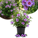 Purple Rose of Sharon Live Plant in Quart Pot, Althea Hibiscus Flowering Shrub for Outdoor Garden