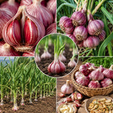 4 Large Red Garlic Bulbs for Planting, Heirloom Hardneck Seed Garlic, High Yield Garden, Fall and Spring Planting