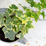 Variegated Ivy Plant, 4 Inch Pot, Hardy English Ivy Groundcover Houseplant