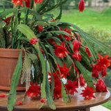 Epiphyllum Orchid Cactus Live Plant, Vibrant Blooming Orchird Cactus in 4" Pot, Compact, Cold Hardy, Low Maintenance (Red Orchid Cactus)