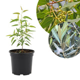Eucalyptus Tree Live Plant 5″ Pot, Fragrant Eucalyptus Plant, Easy Grow Ornamental Tree for Outdoor (Lemon Eucalyptus)
