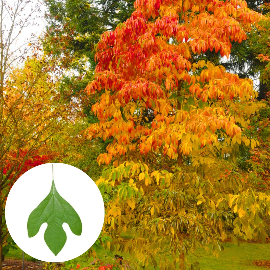 2 Sassafras Trees Live Plants, Herb Plant Live, 6-12" Tall in Pot, Planting Outside, Common Sassafras Seedling Trees Well-Rooted, Cold Hardy, No CA
