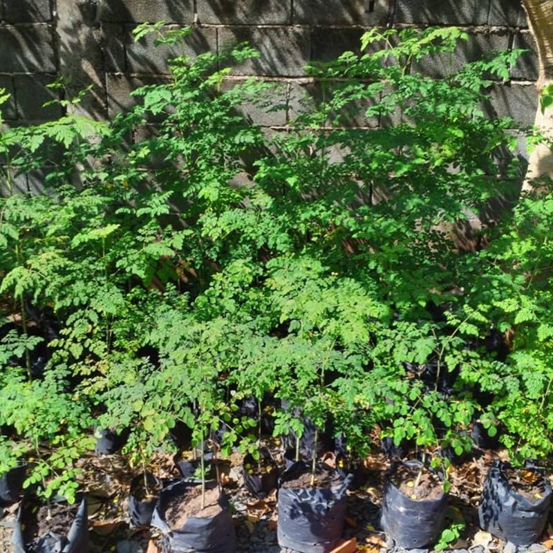 1 Dwarf Moringa Oleifera Plant Live in 4" Pot, Malunggay Drumstick Horseradish Tree Plant Live 6-12" Tall, No CA