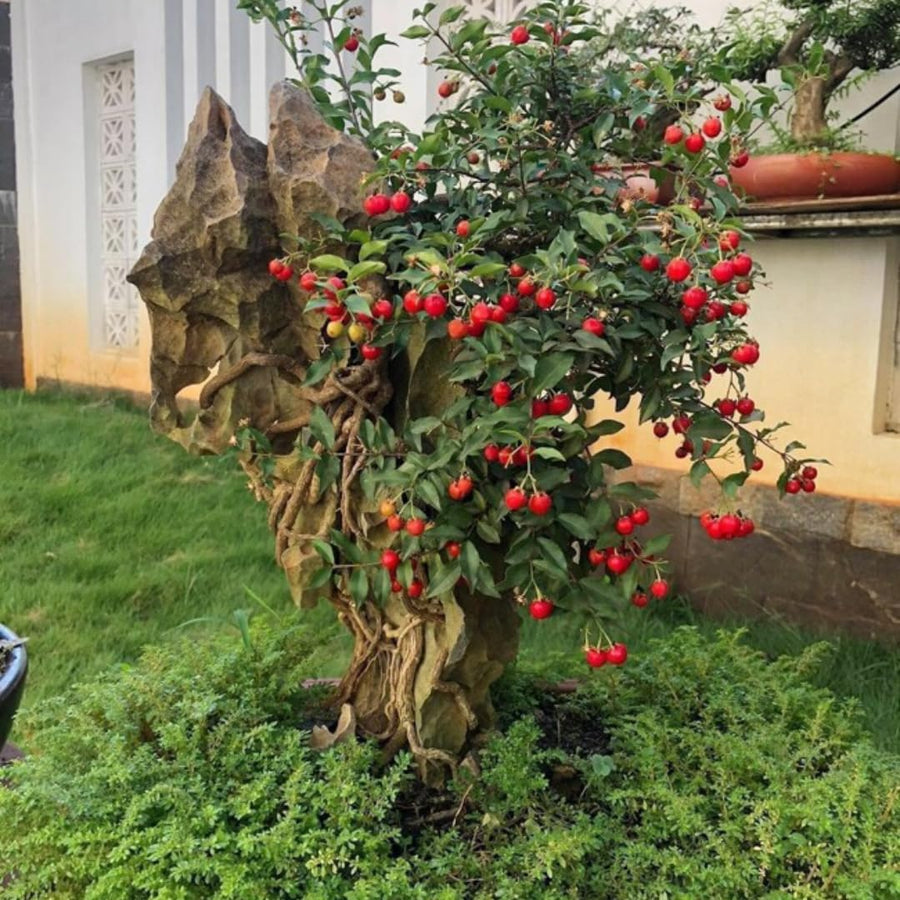 Acerola Barbados Cherry Plant Live, 2 Years Old Early Fruiting Cherry Fruit Live Plant, Sweet Tropical Fruit Tree, 2 feet Tall for Outdoor Garden