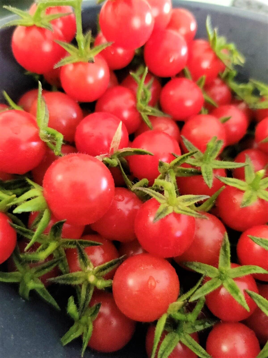 Lot 4 Tomato Plants Live for Planting Outdoors, Large and Juicy Tomatoes, Well Rooted, 6 to 8 Inch - Red Cherry Tomato