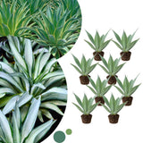 Agave Live Plant Succulent, 8 Starter Plants, Hardy Ornamental Cactus Agave for Indoor or Outdoor Planting, Blue Green Leaves
