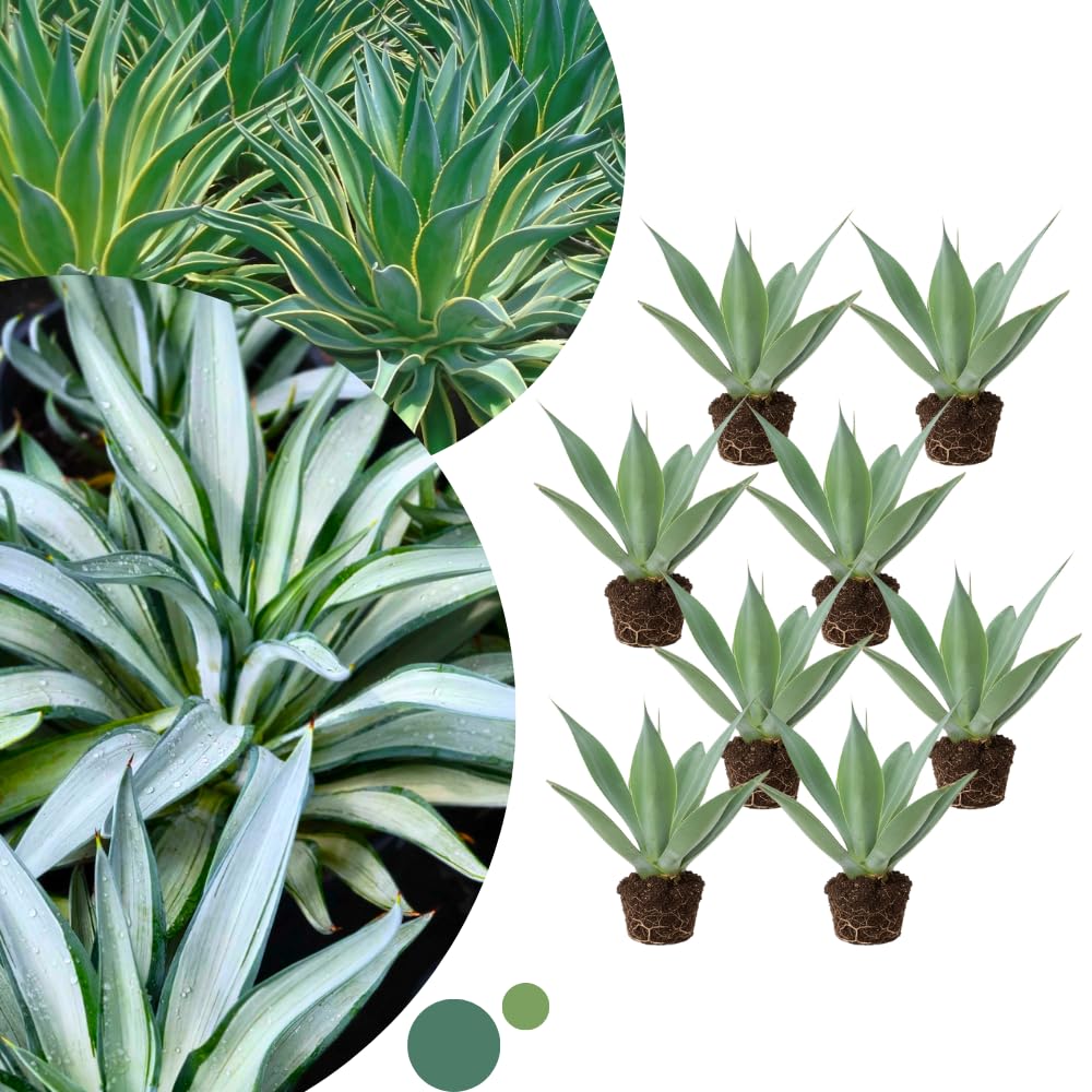 Agave Live Plant Succulent, 8 Starter Plants, Hardy Ornamental Cactus Agave for Indoor or Outdoor Planting, Blue Green Leaves