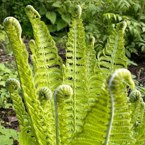 5 Ostrich Fern Bare Root Rhizomes Plant, Live Fern Plants for Shade Gardens, Hardy Outdoor Perennials Plant