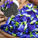 Pack 50 Butterfly Pea Seeds, Blue Butterfly Pea Flower Seeds, Ready to Grow