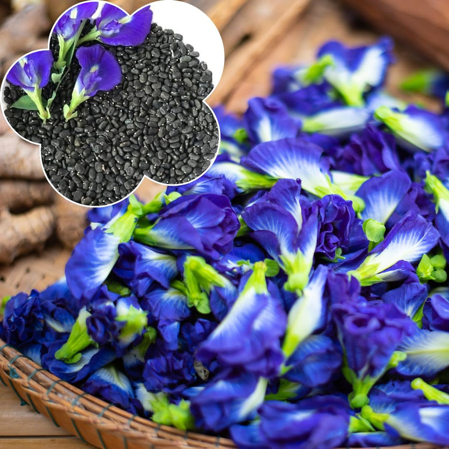Pack 50 Butterfly Pea Seeds, Blue Butterfly Pea Flower Seeds, Ready to Grow