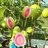 Live Pink Guava Tree Plant in Pot, 7-12" in Tall, Sweet Tropical Fruit Tree, Zones 9-11, Fast-Growing Guava Seedling