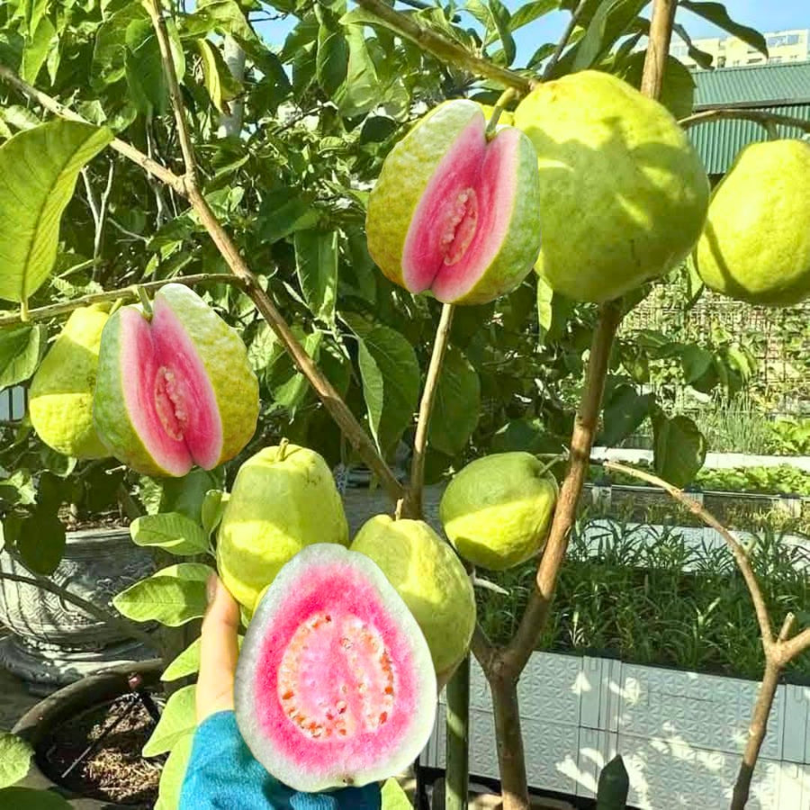 Live Pink Guava Tree Plant in Pot, 7-12" in Tall, Sweet Tropical Fruit Tree, Zones 9-11, Fast-Growing Guava Seedling