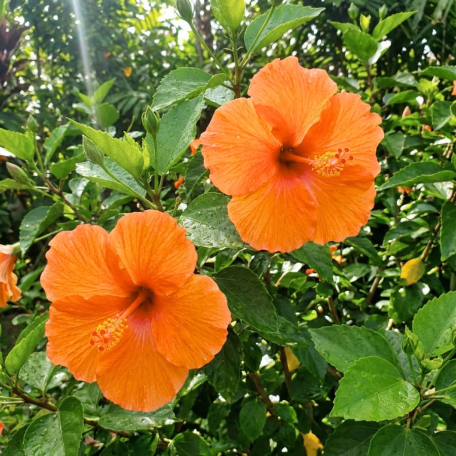 Orange Hibiscus Plant Live, Well-Rooted Hibiscus Flowers, 5-7 Inches Tall, Tropical Flowering for Indoor Outdoor Planting