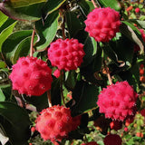 Quart Pot Kousa White Dogwood Trees Live Plants Flower Shrubs, Dormant White Flowering Dogwood Plants Live, 6-14" Tall Dogwood Trees Planting in Outside Winter
