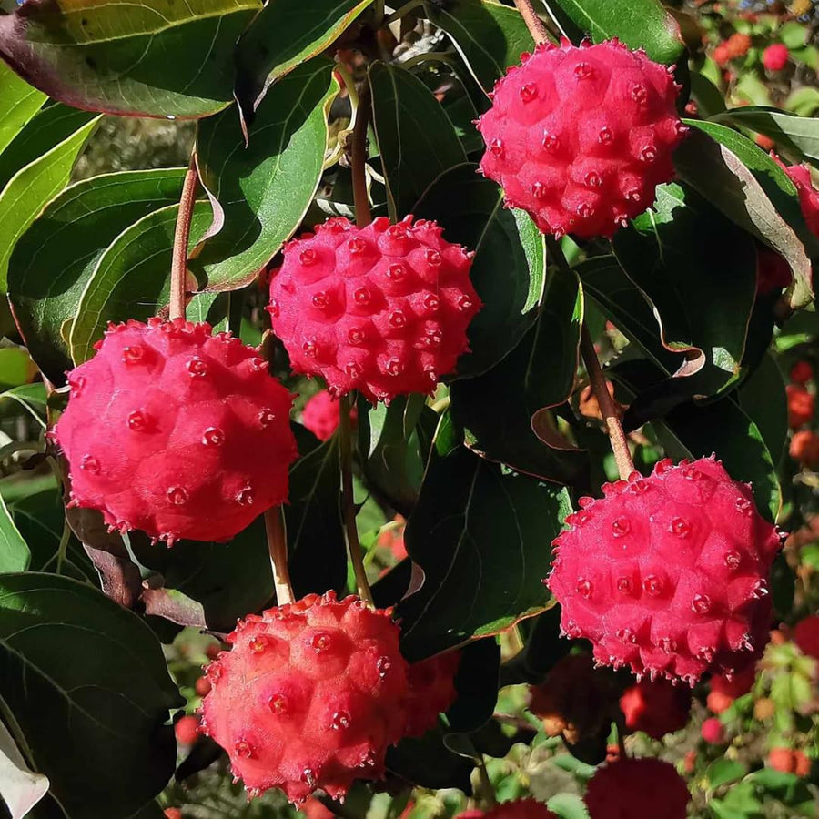 Quart Pot Kousa White Dogwood Trees Live Plants Flower Shrubs, Dormant White Flowering Dogwood Plants Live, 6-14" Tall Dogwood Trees Planting in Outside Winter