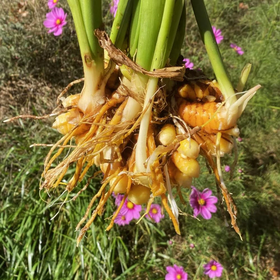 Set 10 Turmeric Root, Fresh Yellow Turmeric Roots, Curcuma Longa Ginger Roots for Planting or Culinary, Suited for Zones 8 to 11