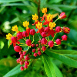 Milkweed Plants Live, Red Milkweed Plant for Planting, Tropical Milkweed Plant, Bloodflower Milkweed Live Plant Indoor Outdoor Garden