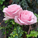 Mini Rose Bush, Miniature Rose Flowers in 3'' Pot, Compact Flowering Rose for Indoor Outdoor Gardens and Containers (Light Pink Roses)