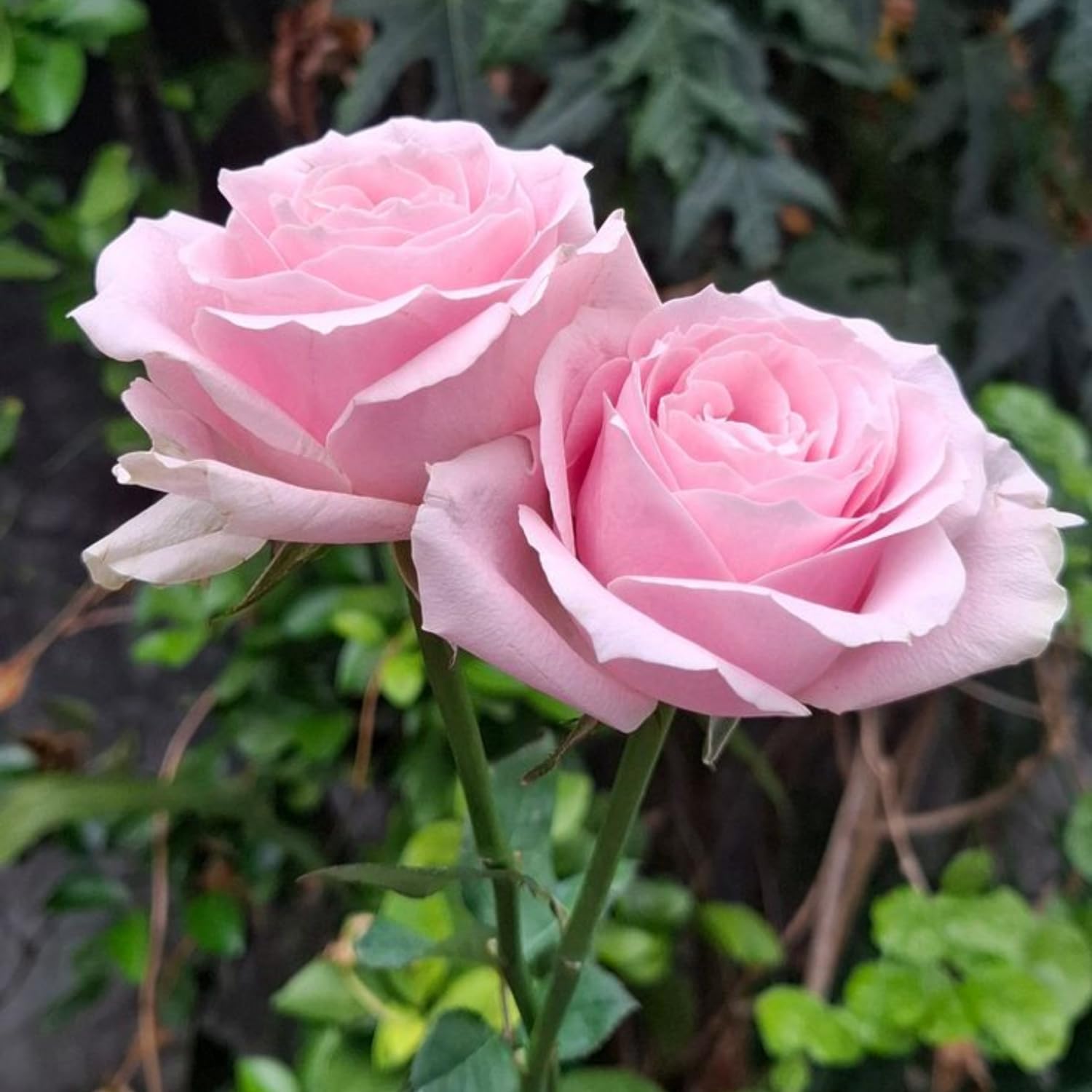 Mini Rose Bush, Miniature Rose Flowers in 3'' Pot, Compact Flowering Rose for Indoor Outdoor Gardens and Containers (Light Pink Roses)