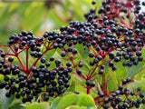 3 American Elderberry Tree Live Plant for Planting 6-12 Inc Tall, Black Elderberry Bush Live Plant, Sambucus Canadensis Elderberry Plant Live Bareroots