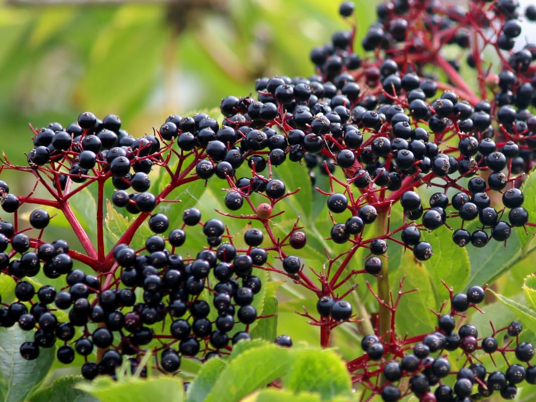 3 American Elderberry Tree Live Plant for Planting 6-12 Inc Tall, Black Elderberry Bush Live Plant, Sambucus Canadensis Elderberry Plant Live Bareroots