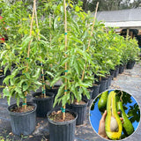Long Avocado Tree Live Plant, Cold Hardy Avocado Grafted Tree 3 Feet Tall, Tropical Avocado Tree
