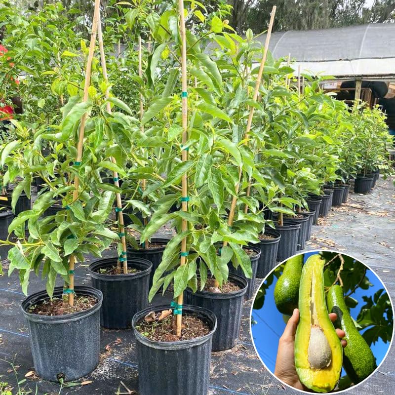 Long Avocado Tree Live Plant, Cold Hardy Avocado Grafted Tree 3 Feet Tall, Tropical Avocado Tree