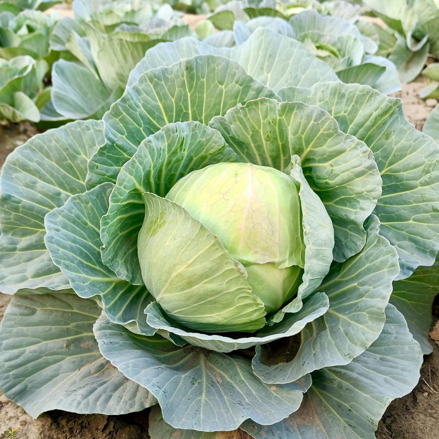 1000 Cabbage Seeds for Planting, Green Cabbage Seeds, Vegetable for Containers, Ready to Grow