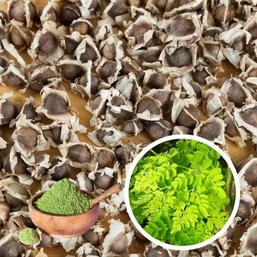 Moringa Seeds, 20 Count, Moringa Oleifera Plant Seeds, Fast Growing Herbal Plant, Seeds for Home Garden Outdoor
