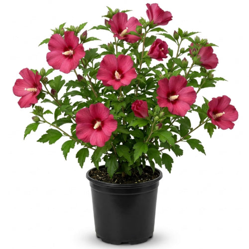 Red Althea Plant, Quart Pot, 6-12 Inch Plants Rose of Sharon Flowering Shrub, Hardy Hibiscus Flower Plant for Outdoor Landscapes
