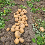 48 Jicama Vegetable Seeds for Planting in Garden Yard and Backyard, Jicama Seeds
