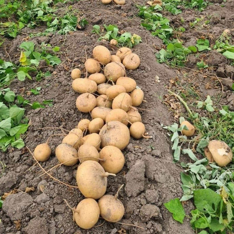 48 Jicama Vegetable Seeds for Planting in Garden Yard and Backyard, Jicama Seeds