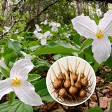 20 White Trillium Bulbs, Trillium Bulbs for Garden, Large Bulbs, Trillium Bulbs Bulk for Garden, Trillium Flower Bulbs, Easy to Plant