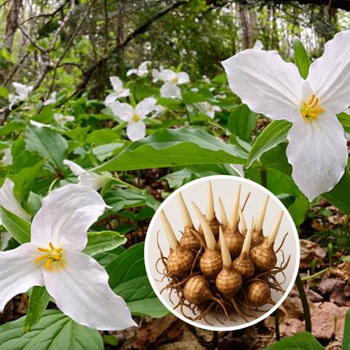 20 White Trillium Bulbs, Trillium Bulbs for Garden, Large Bulbs, Trillium Bulbs Bulk for Garden, Trillium Flower Bulbs, Easy to Plant