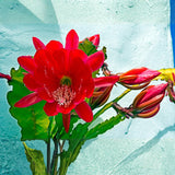 Long Epiphyllum Orchid Cactus Plants Live Tree, 1 Feet Tall Fully-Rooted in 4" Pot, Orchird Cactus Cold Hardy, Fragrant (Red)