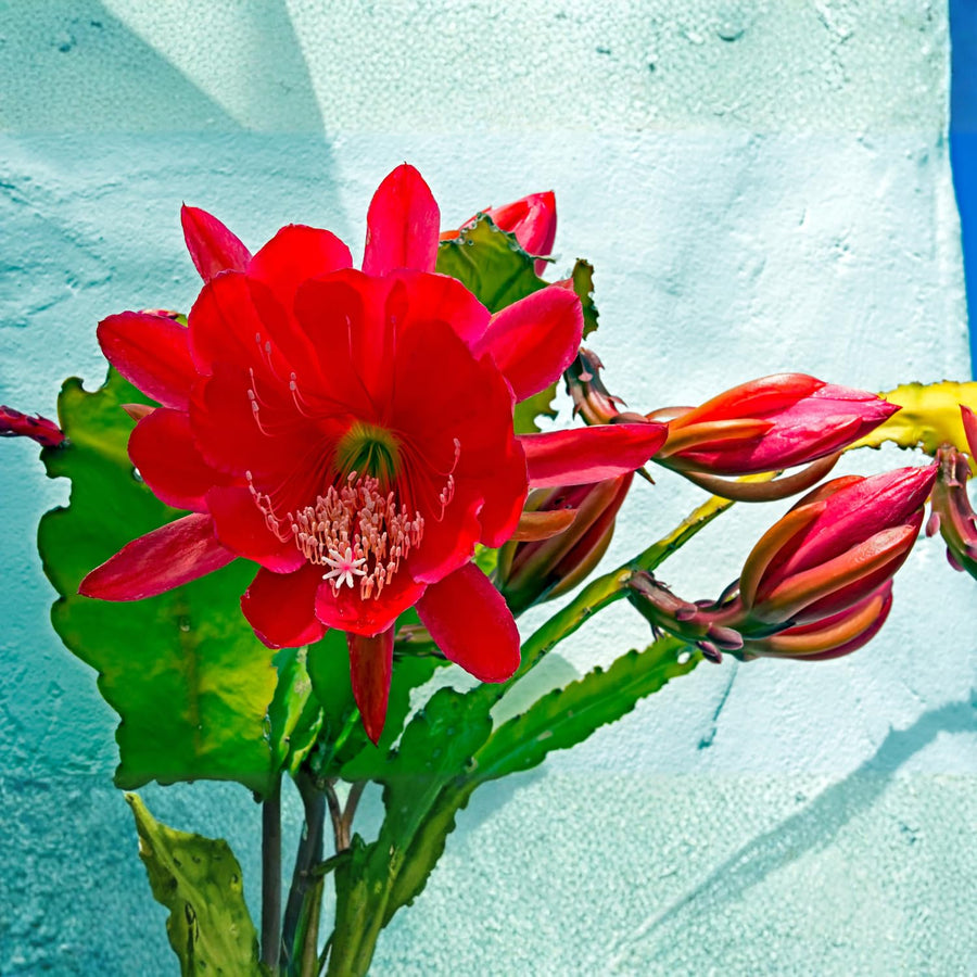Long Epiphyllum Orchid Cactus Plants Live Tree, 1 Feet Tall Fully-Rooted in 4" Pot, Orchird Cactus Cold Hardy, Fragrant (Red)