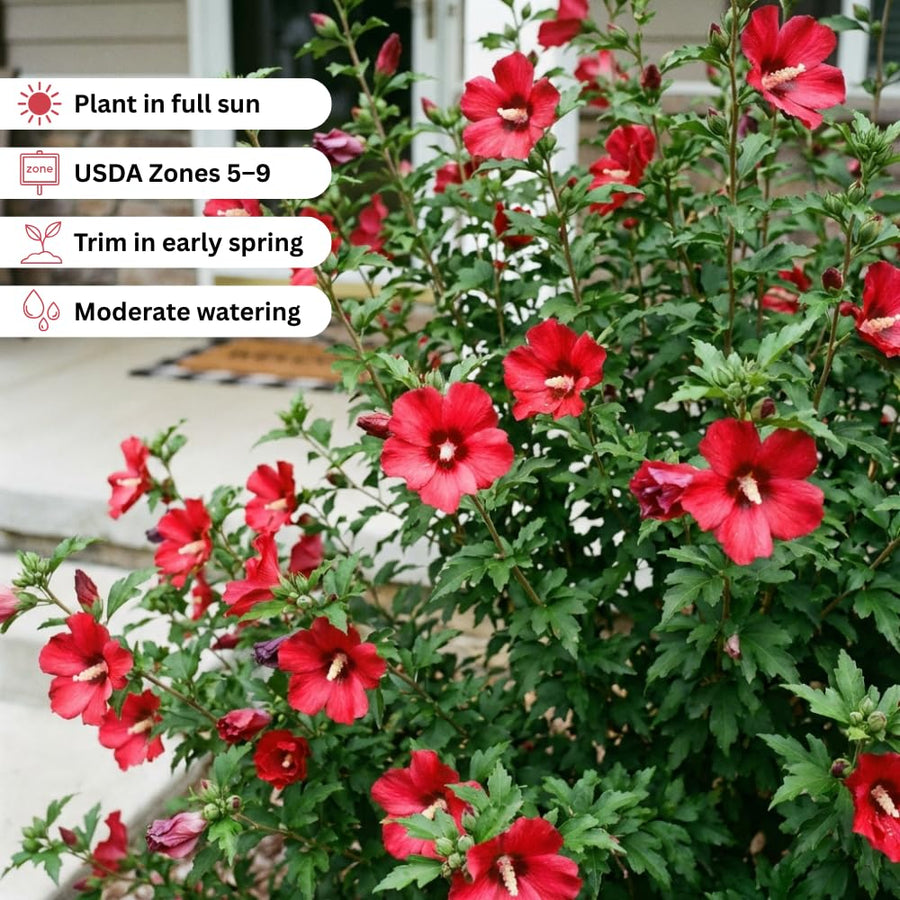 Red Rose of Sharon Plants Live, Rose of Sharon Tree Live Plant, 8-10 Inc Tall, Hardy Althea Flowers for Indoor Outdoor Planting