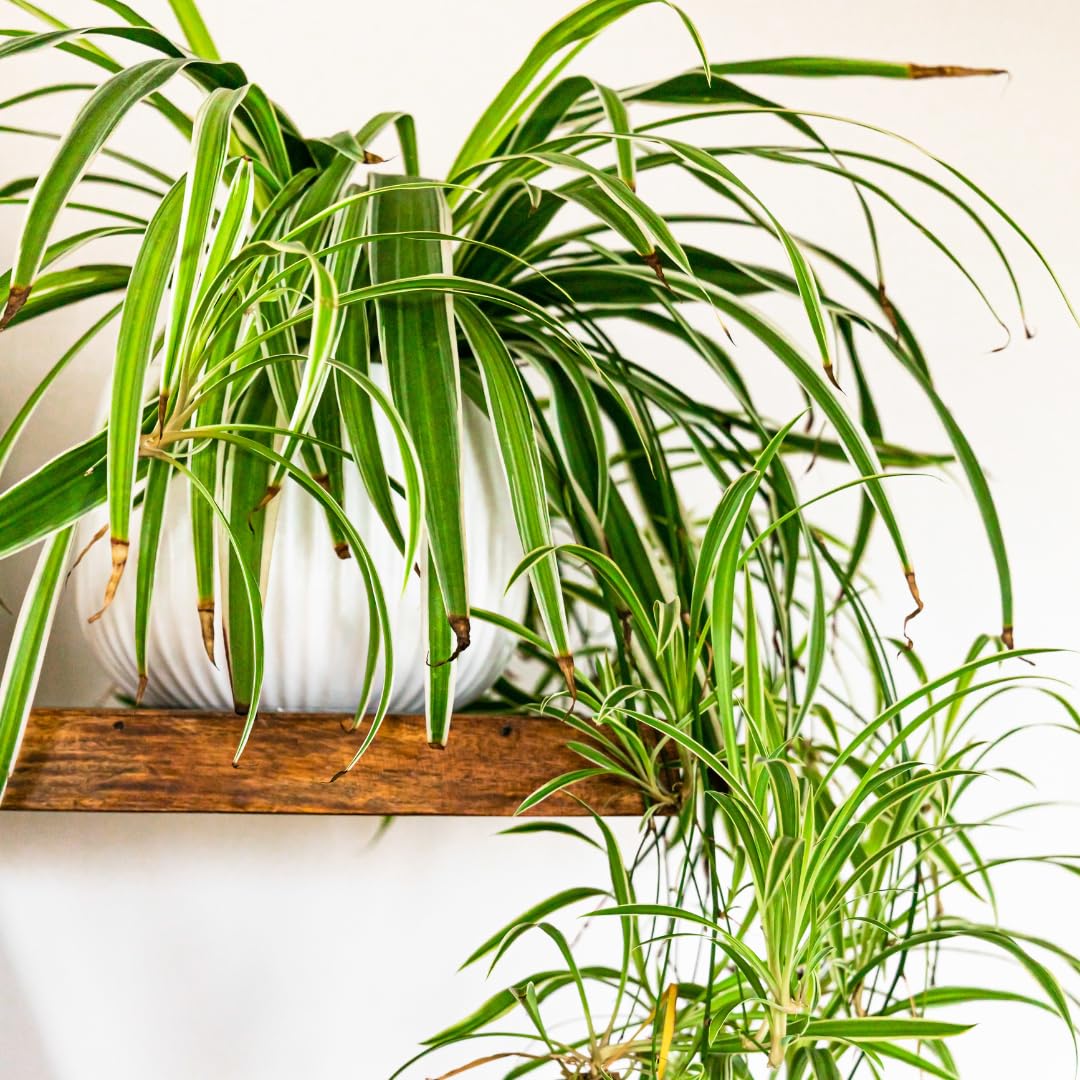 Live Variegated Spider Plant, Curly Spider Houseplant, 2-4 Inches Tall, No Pot, Well Rooted for Growing
